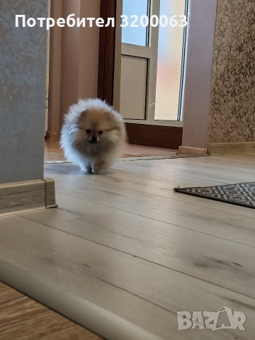 Померан мини померан , снимка 2 - Померан - 53054110