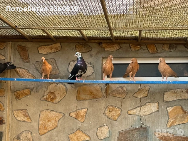 Гълаби неврени и лимонки, снимка 15 - Гълъби - 50813378