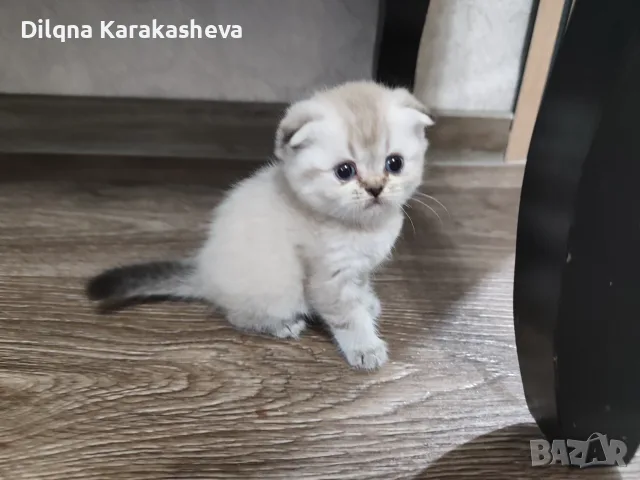 Шотландски и британдки чинчили , снимка 3 - Чинчили - 56043629