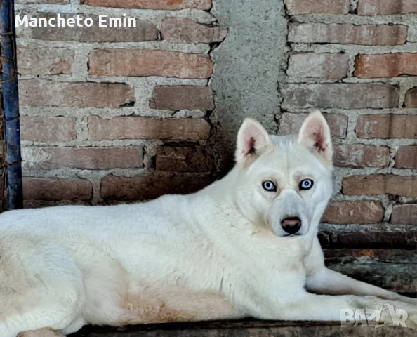 Бяло сибирско хъски албинос , снимка 4 - Хъски - 51012289