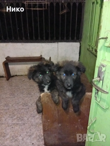 Женска немска овчарка , снимка 8 - Немска овчарка - 52702916