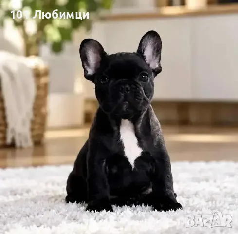 Френски Булдог кученца, снимка 5 - Френски булдог - 56324342