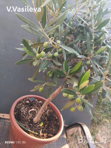 Маслина 