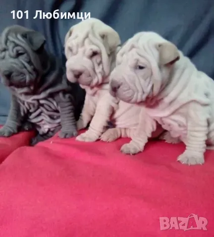 Шарпей , снимка 6 - Други - 47449461