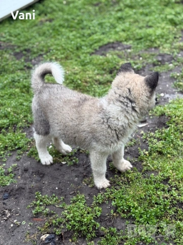 Америкаска акита женски, снимка 4 - Акита - 53165395