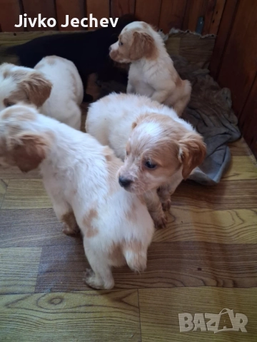 Бретон Шпаньол , снимка 5 - Бретон шпаньол - 52594458