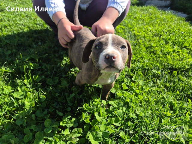 Малък женски питбул, снимка 3 - Питбул - 54090036