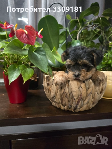 Йоркширски териер , снимка 2 - Йоркширски териер - 52529601