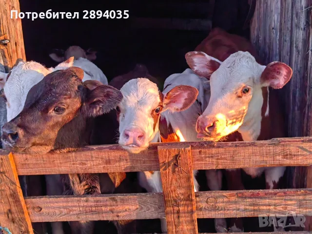 свободни бозайници , снимка 4 - Крави - 56110245