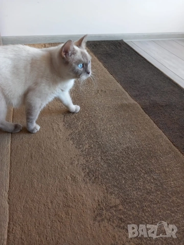 Британска Котка , снимка 3 - Британска късокосместа - 53910636