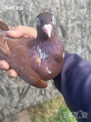 Търговишки гълъби, снимка 2 - Гълъби - 52495923