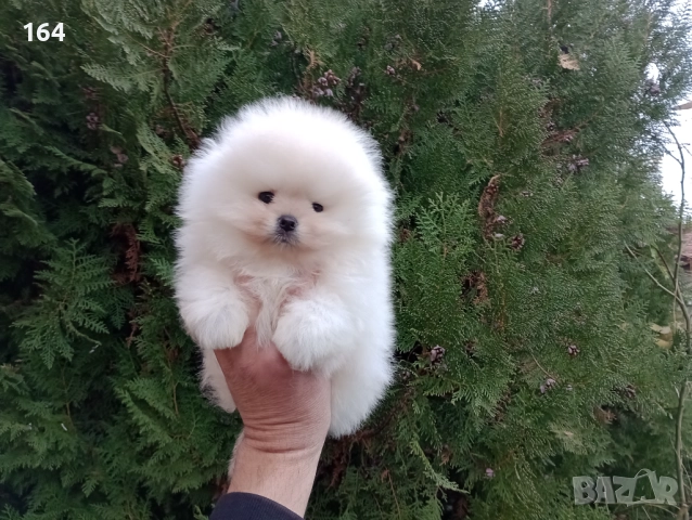 Чисто бял мъжки Померан., снимка 4 - Померан - 52670179