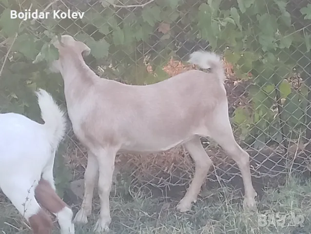 Продавам 2 женски ярета, снимка 7 - Кози - 55889333