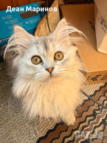 Британска дългокосместа сребърна чинчила, снимка 3 - Чинчили - 54257795