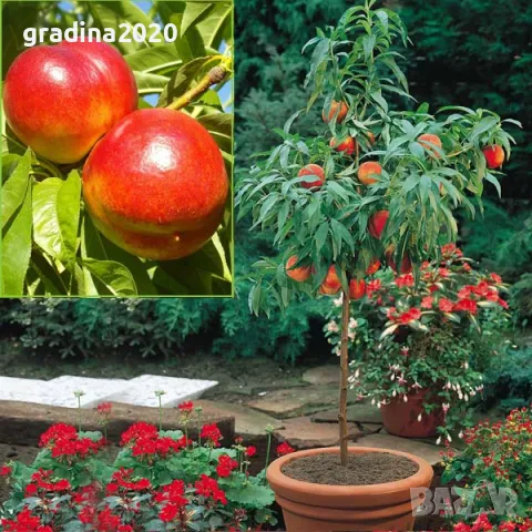 Мини Дръвчета, снимка 11 - Разсади - 49334597