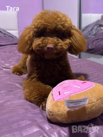 Пудел той , снимка 7 - Пудели - 53927824