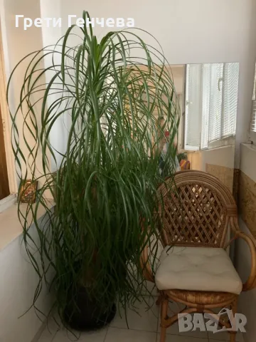 ПОДАРЯВАМ НОЛИНА вис. 180 см