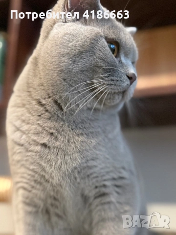 Късокосмест британец за разплод, снимка 9 - Британска късокосместа - 52215816