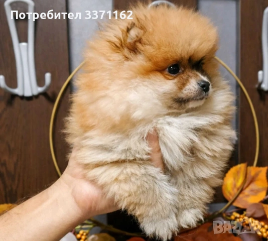  мини померан, снимка 3 - Померан - 53137801