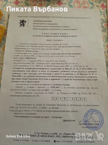Родословни Добермани, снимка 10 - Доберман - 56178777