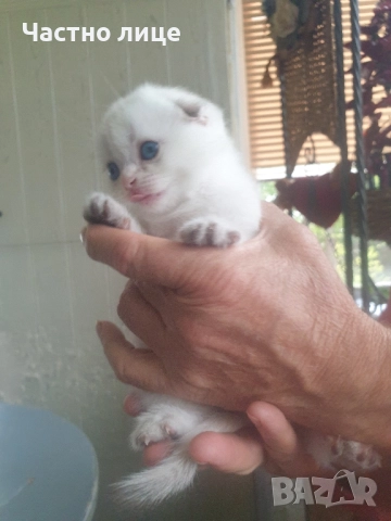 Шотландски котета златна чинчила, снимка 4 - Чинчили - 52030122