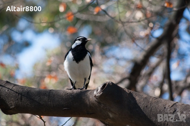 Nikon D300 фотоапарат + два обектива и аксесоари Никон, снимка 15 - Фотоапарати - 53014217