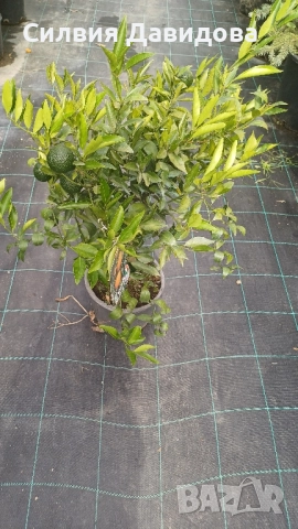 Мандарина, Лимон , снимка 6 - Градински цветя и растения - 51814230