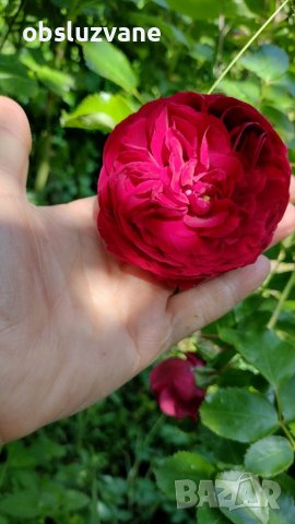 Резници червена сортова роза, снимка 6 - Градински цветя и растения - 29160968