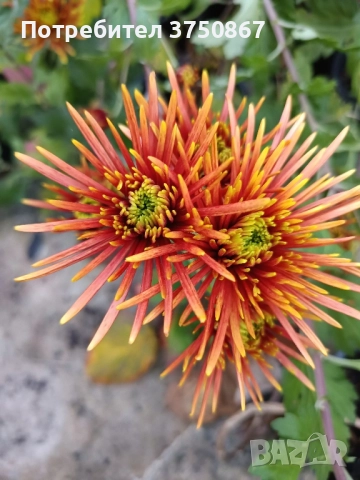 💜🌿🩷 Високостеблени хризантеми , снимка 2 - Градински цветя и растения - 52420302