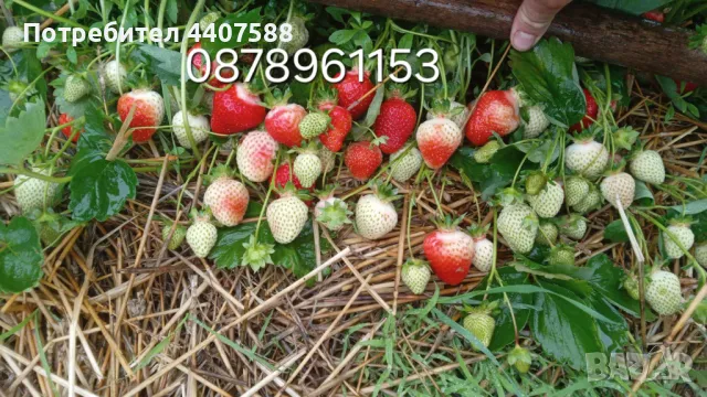 Разсад ягоди целогодишни , снимка 4 - Разсади - 49884414