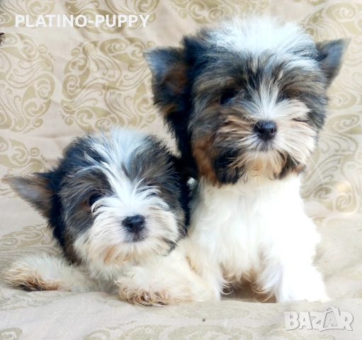 Йорки Бивер, снимка 2 - Йоркширски териер - 52465850