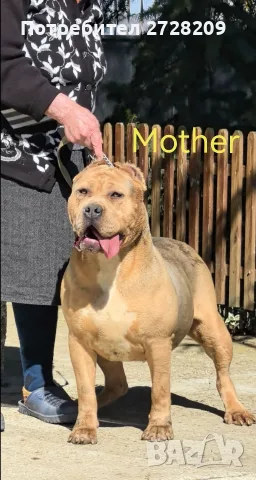 Американско Були Хл/American Bully XL 