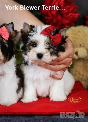 Йорк, блондинка- принцеса с родословие за семейство с деца! Доставка 