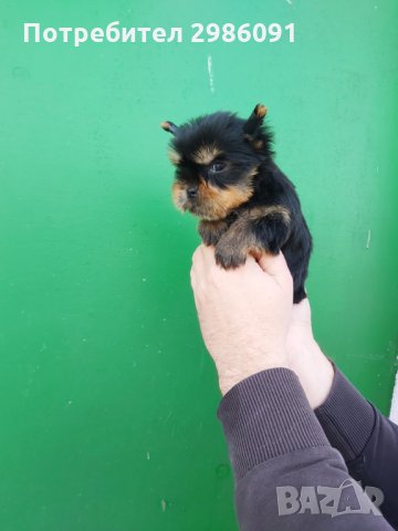 МИНИ ЙОРКШИРСКИ ТЕРИЕР, снимка 2 - Йоркширски териер - 31874289