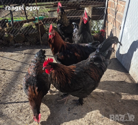 Млади петли маран , снимка 3 - Кокошки и пуйки - 53100146