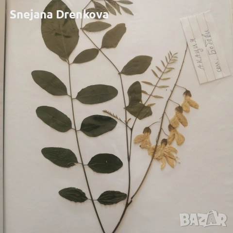 Систематичен хербарий, снимка 6 - Ученически пособия, канцеларски материали - 53371016