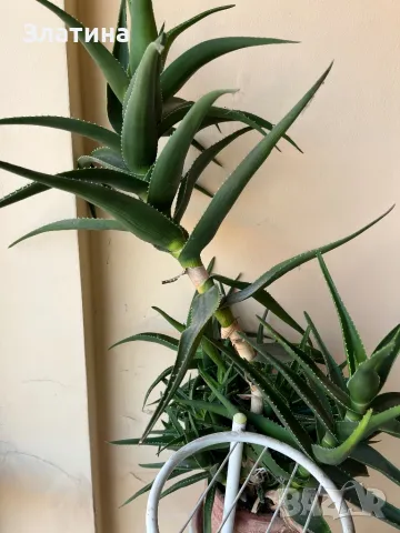 Алое вера, снимка 3 - Стайни растения - 48610304