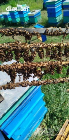 Продавам пчелни майки