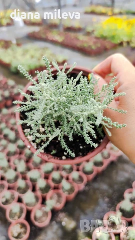 САНТОЛИНА СРЕБРИСТА,  Santolina chamaecyparissus, снимка 10 - Градински цветя и растения - 42253021