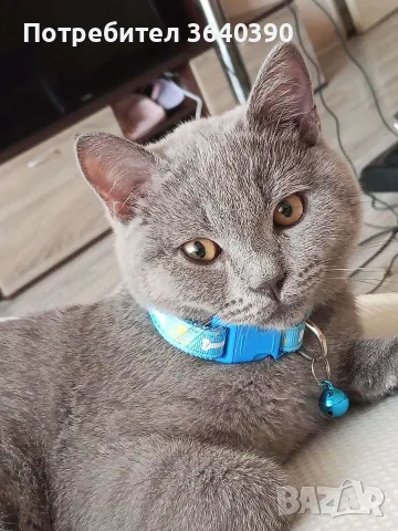 Шотланско коте въспитано , снимка 2 - За котки - 55977751