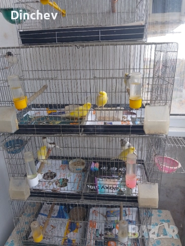 Продава канарчета 2025г
