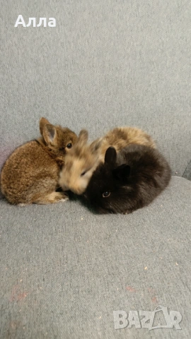 Декоративни зайчета , снимка 5 - Декоративни зайчета - 53892443