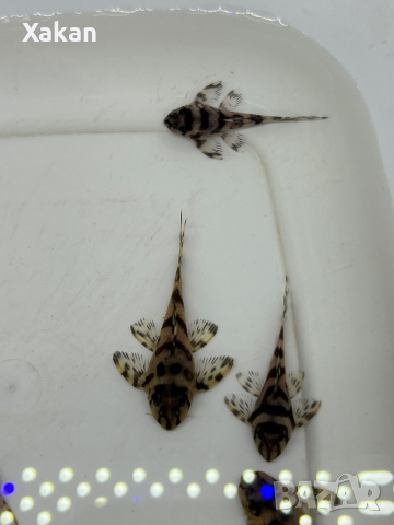 L236 SW, снимка 4 - Рибки - 44599160