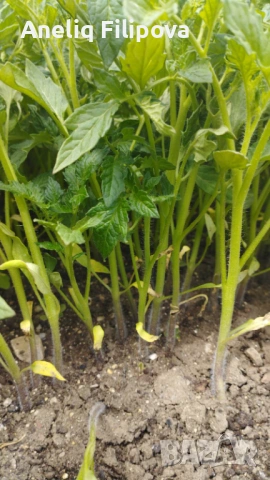 Продавам разсад за Пипер, Домати и Краставици , снимка 9 - Разсади - 53025953