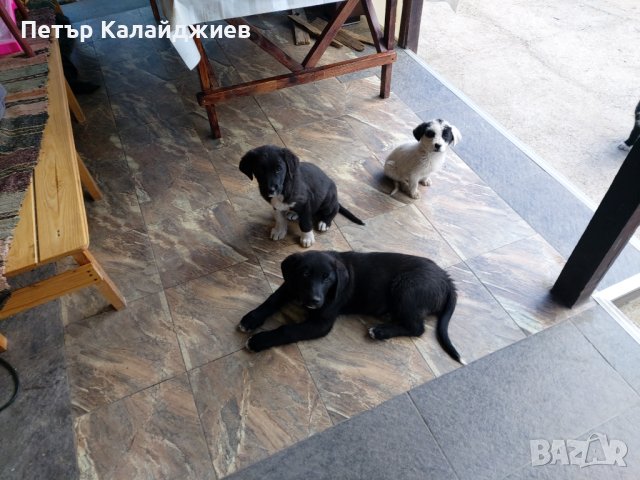 Подарявам малки Кученца. Пловдивско , снимка 12 - Бо - 44168338
