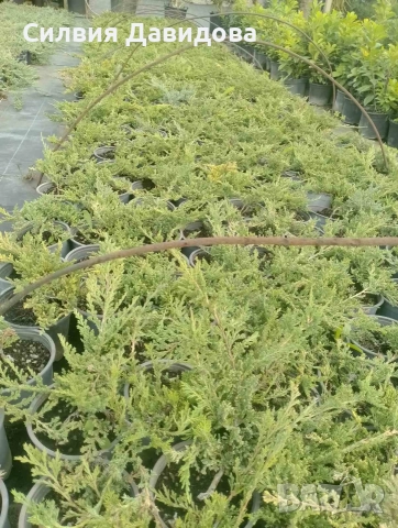 Юниперус , снимка 12 - Градински цветя и растения - 52770817
