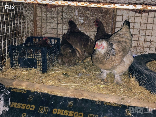 разплодни яйца , снимка 4 - Кокошки и пуйки - 53995912