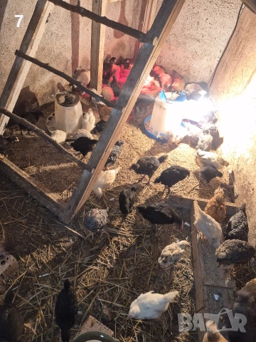 продавам селски пилета , снимка 2 - Кокошки и пуйки - 54069894