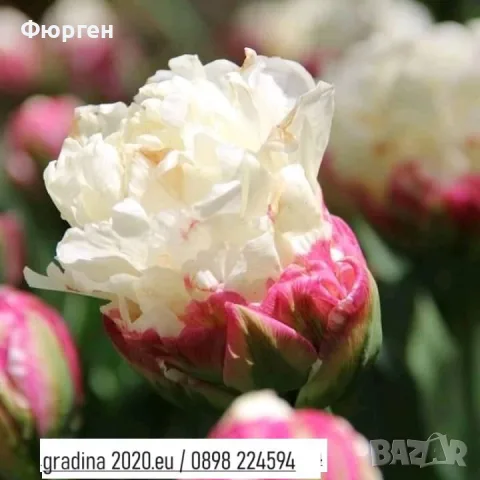 Сладоледено лале (Ice Cream Tulip)
