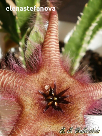 Комплект от три сукуленти растения